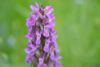 Pats metas susipažinti: lietuviškos orchidėjos