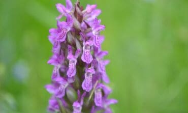 Pats metas susipažinti: lietuviškos orchidėjos