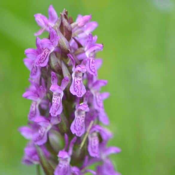 Pats metas susipažinti: lietuviškos orchidėjos