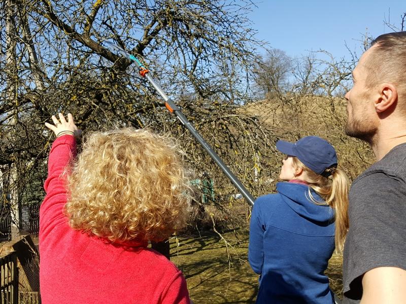 Pavasarinis genėjimas: ką genėti dabar