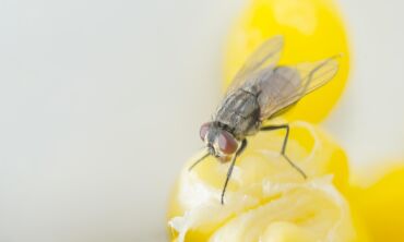Pavojingas vasaros elementas – įkyriosios musės