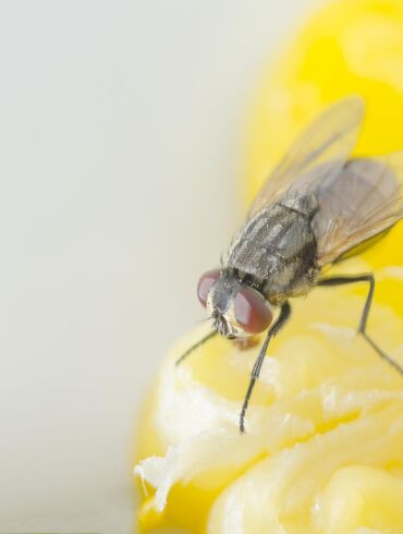Pavojingas vasaros elementas – įkyriosios musės
