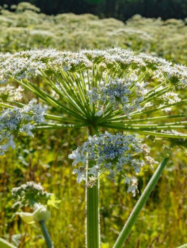 Pavojingieji Sosnovskio barščiai: kaip juos naikinti