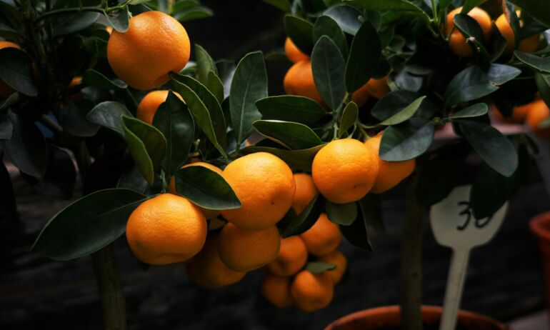 Pavyks beveik kiekvienam: mandarinmedis – iš kauliuko!