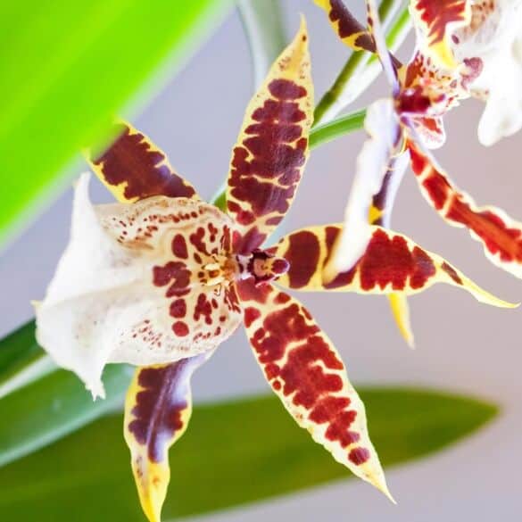 Pažintis su kitokiomis orchidėjomis: liežuvių ir oncidijų mišrūnų auginimas