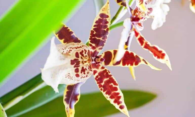 Pažintis su kitokiomis orchidėjomis: liežuvių ir oncidijų mišrūnų auginimas