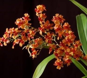 Pažintis su orchidėja