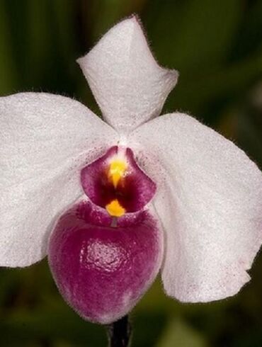 Pažintis su Paphiopedilum orchidėja: auginimo ir priežiūros gudrybės