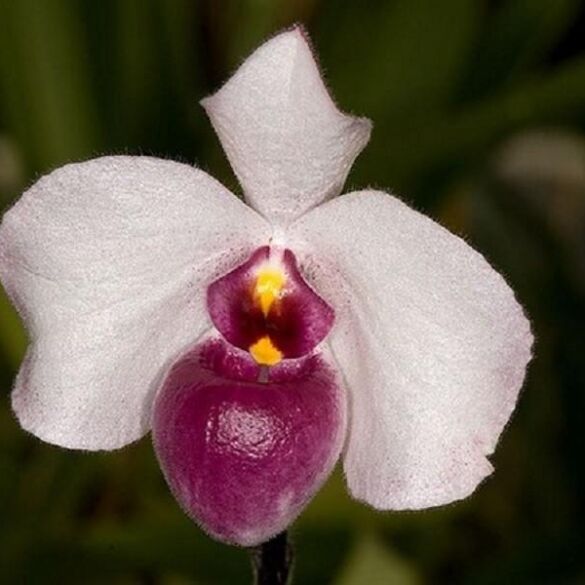 Pažintis su Paphiopedilum orchidėja: auginimo ir priežiūros gudrybės