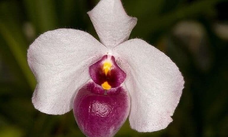 Pažintis su Paphiopedilum orchidėja: auginimo ir priežiūros gudrybės