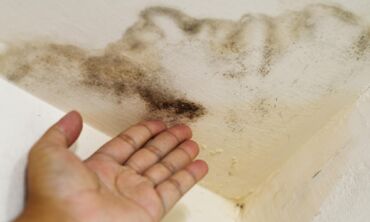 Pelėsis namų patalpose: kodėl jis atsiranda ir ką daryti