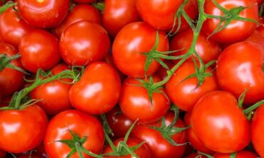 Pomidorų kolekcininkė pataria: pomidorų sėjos ir daigų auginimo paslaptys