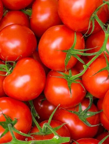 Pomidorų kolekcininkė pataria: pomidorų sėjos ir daigų auginimo paslaptys