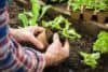 Prasidėjo sodo darbų sezonas: 3 pavojai