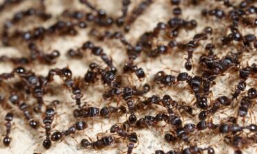 Rekordiškai šilta žiema ir kenkėjai: šį pavasarį galimas ankstesnis skruzdėlių „nubudimas“