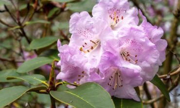 Rododendrų žydėjimo metas: kaip juos prižiūrėti?