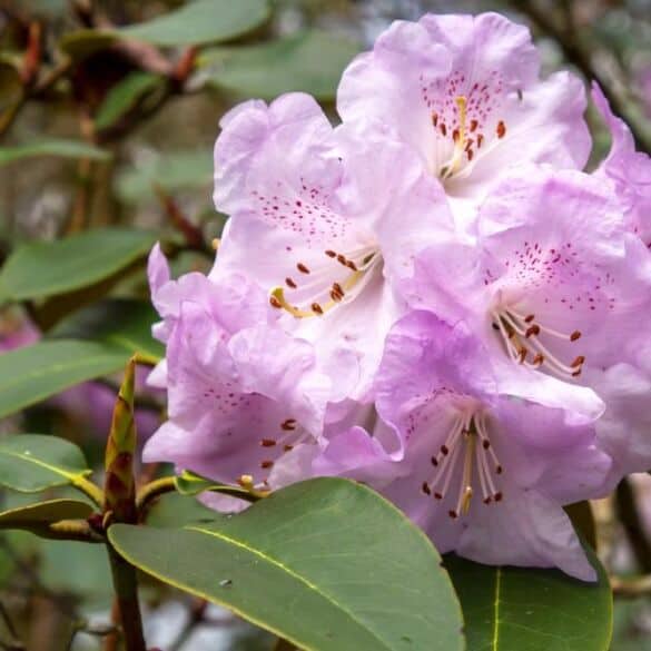 Rododendrų žydėjimo metas: kaip juos prižiūrėti?