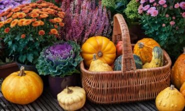 Rudens darbai – kaip paruošti sodą