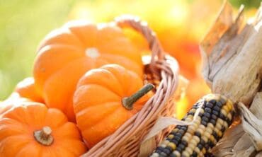 Rudens derlius: moliūgo auginimas ir panaudojimas