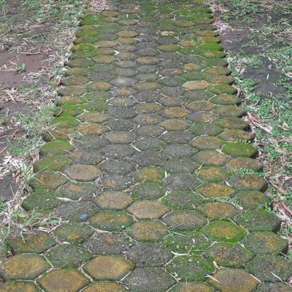 Samanos plytelių tarpuose ir jų naikinimo būdai