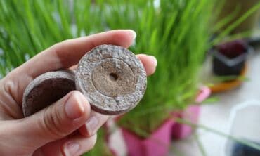 Sėjame į durpines tabletes: kaip jas išsirinkti ir pasėti