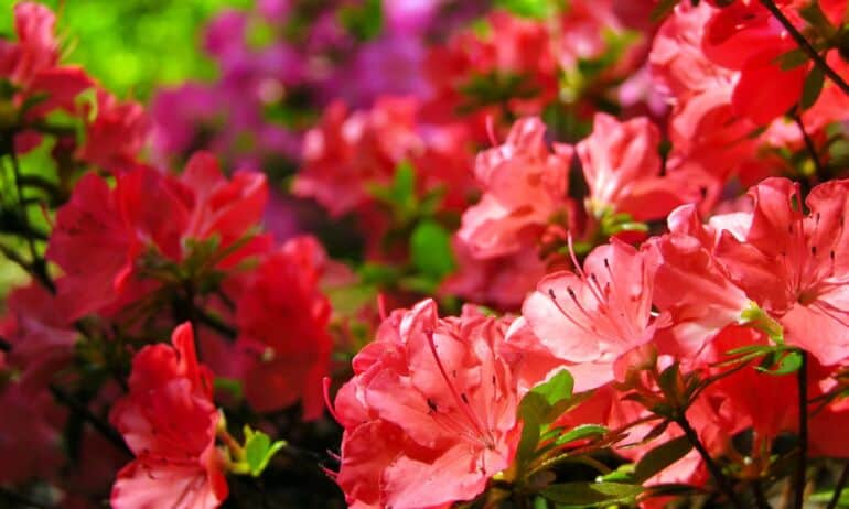 Sodo puošmena – rododendras. Kaip jį puoselėti?
