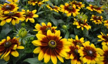 Specialiai iš Lenkijos: įspūdžiai iš sodų ir želdynų parodos „Gardenia 2018“