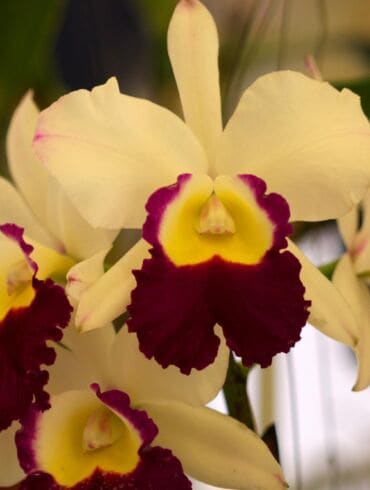 Specialiai iš Tailando: įspūdžiai iš orchidėjų parodos (VIRŠ 70 FOTO)