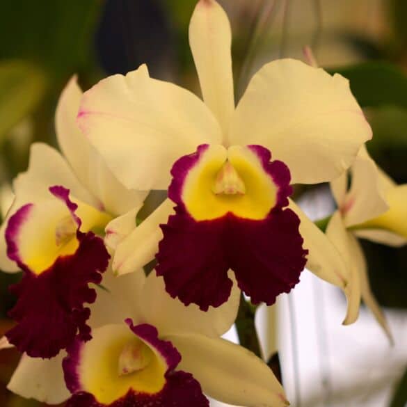 Specialiai iš Tailando: įspūdžiai iš orchidėjų parodos (VIRŠ 70 FOTO)