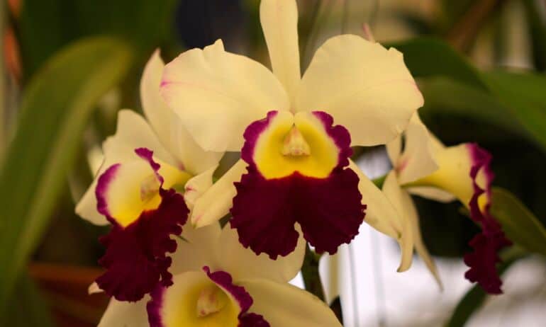 Specialiai iš Tailando: įspūdžiai iš orchidėjų parodos (VIRŠ 70 FOTO)
