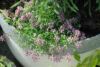 Svaigaus kvapo ir nuostabaus grožio gėlė - lobuliarija