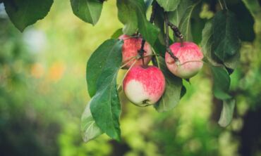 Svajojate apie pilnas pintines naminių vaisių? Yra 1 būdas