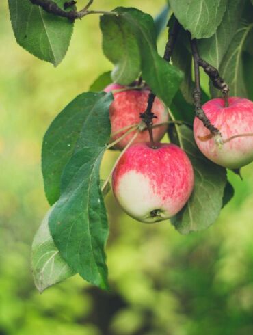 Svajojate apie pilnas pintines naminių vaisių? Yra 1 būdas