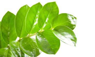 Tai