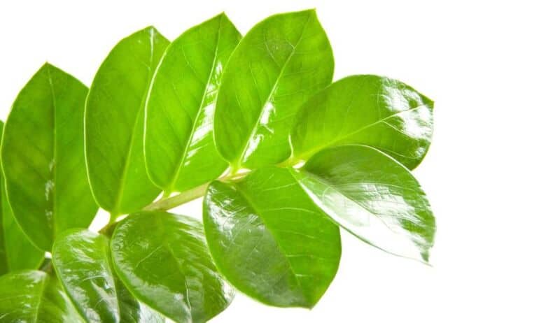 Tai