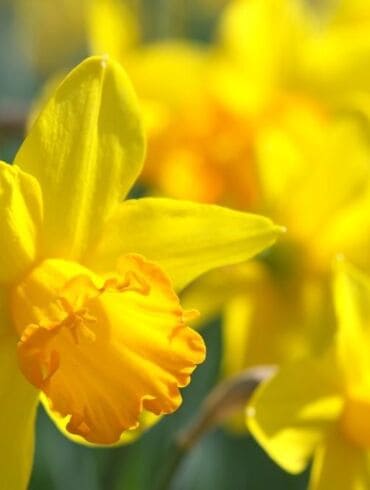 Tai