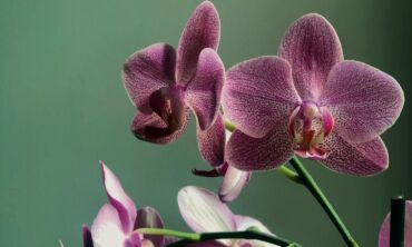 Tai veikia: kaip pražydinti orchidėją?