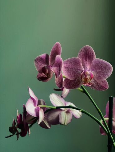 Tai veikia: kaip pražydinti orchidėją?