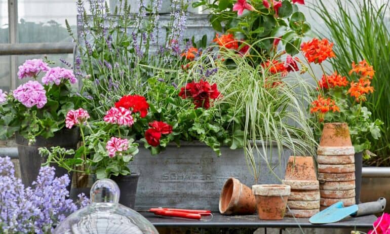 Terasų ir balkonų karalienių pelargonijų