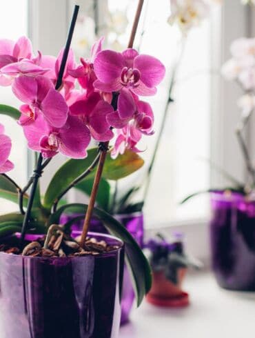 Trumpai ir aiškiai: kaip prižiūrėti orchidėjas spalio mėnesį