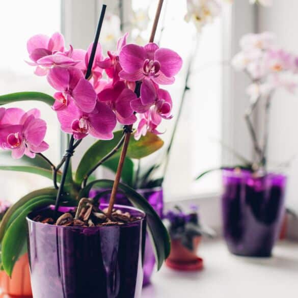 Trumpai ir aiškiai: kaip prižiūrėti orchidėjas spalio mėnesį