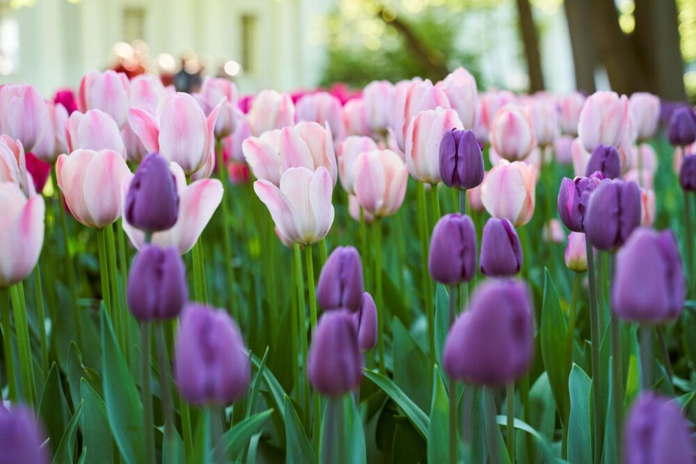 Tulpių žydėjimo pikas: floristės patarimai