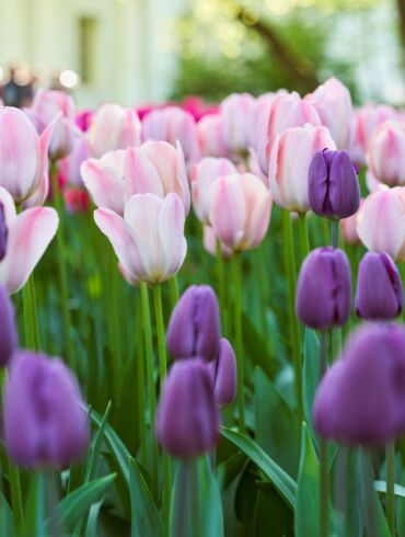 Tulpių žydėjimo pikas: floristės patarimai