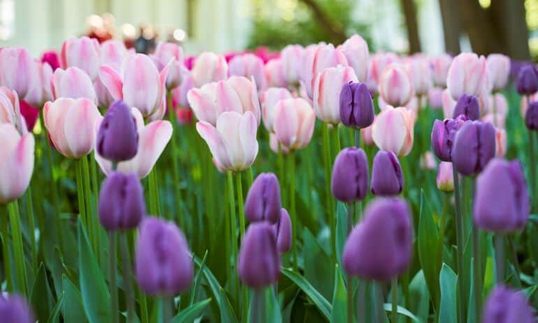 Tulpių žydėjimo pikas: floristės patarimai