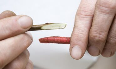 Vaismedžių skiepijimas žiemą: 5 dalykai