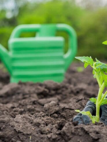 Vaistinėje randamos priemonės: veiksminga pagalba augalams nuo ligų ir kenkėjų