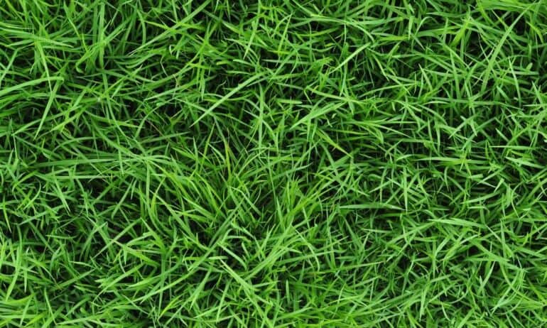 Vasaros pėdsakai ant drabužių – kaip išvalyti žolės dėmes