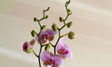Viskas apie orchidėjų priežiūrą žiemą