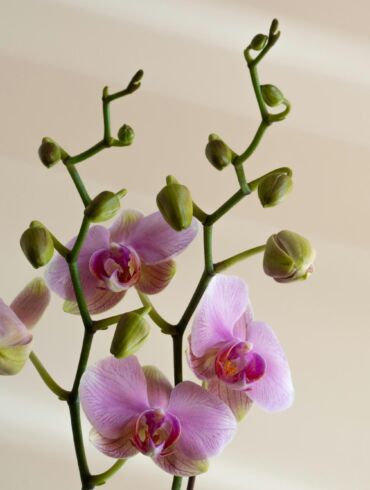 Viskas apie orchidėjų priežiūrą žiemą