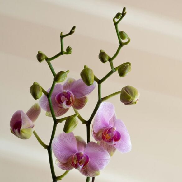 Viskas apie orchidėjų priežiūrą žiemą